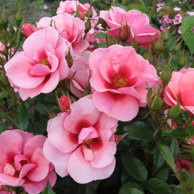 Maestro Babylon Eyes