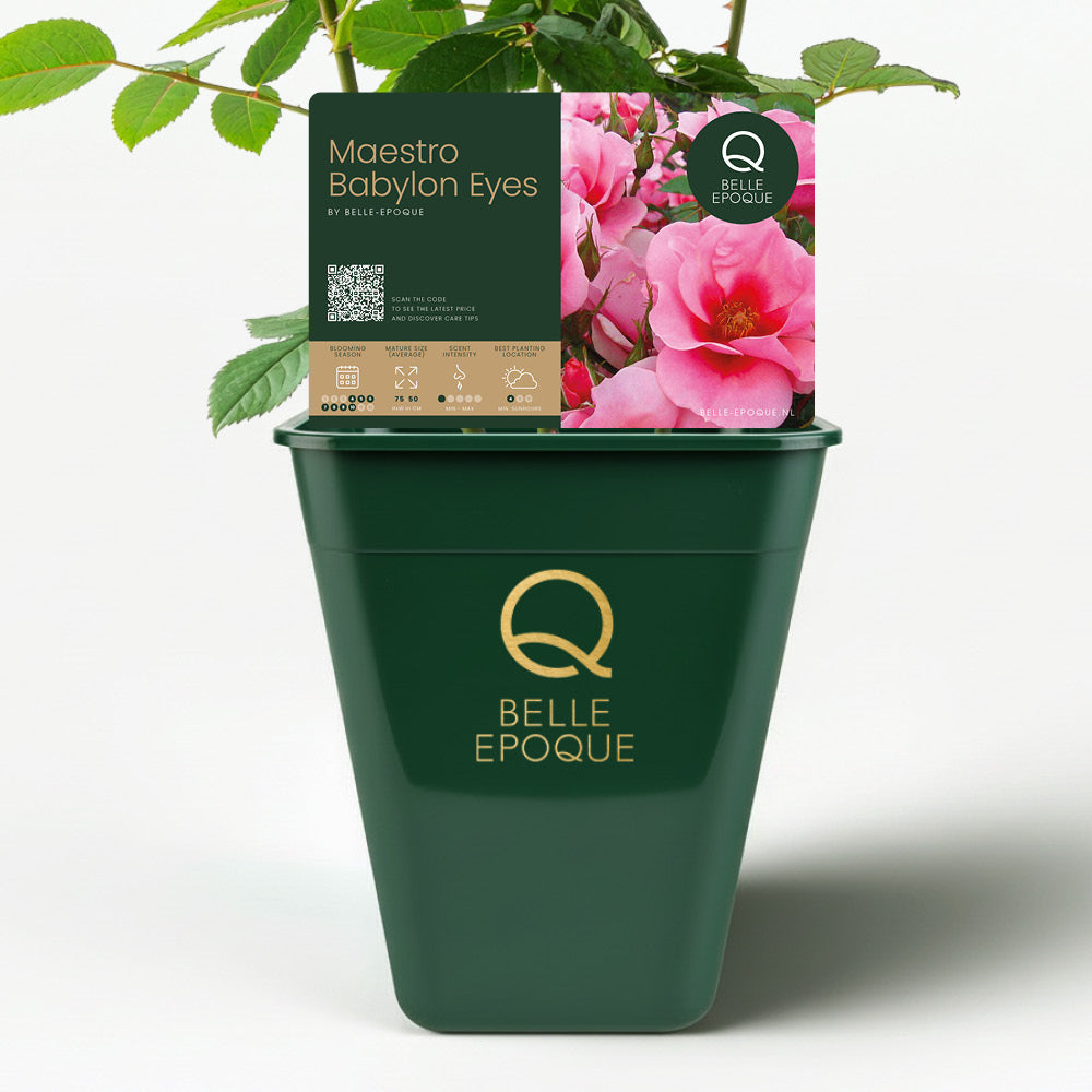 Maestro Babylon Eyes