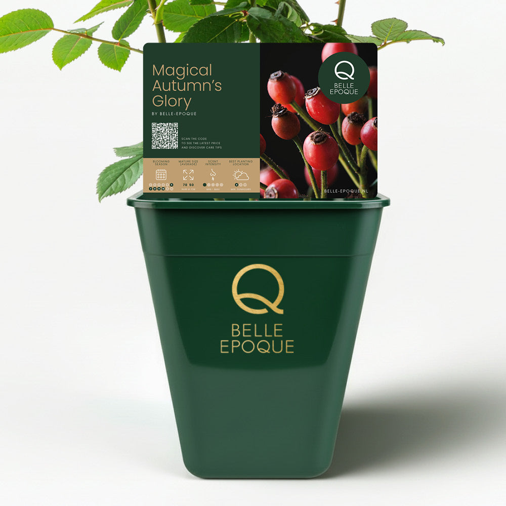 Magical Autumn's Glory (NEW 2026)