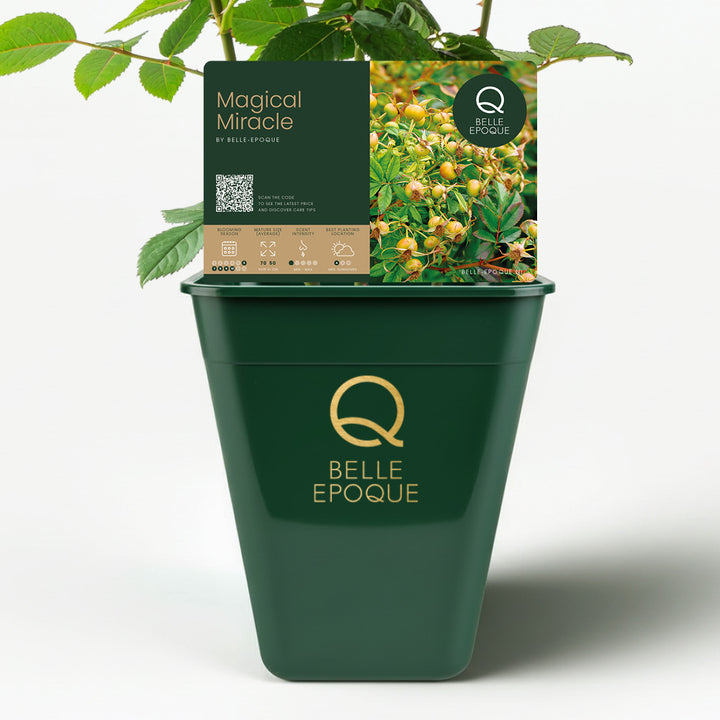 Magical Miracle (NEW 2026)