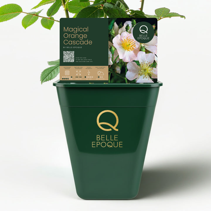 Magical Orange Cascade (NEW 2026)