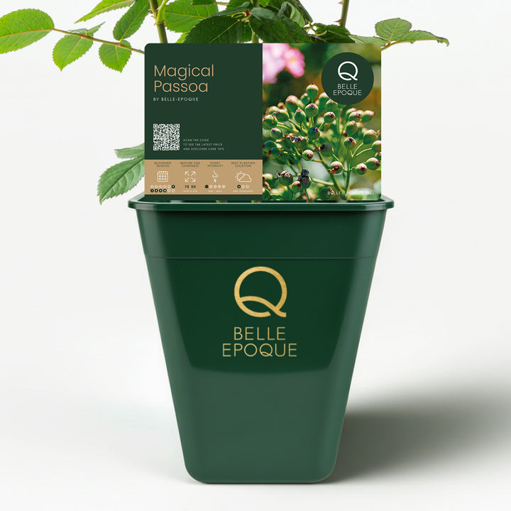 Magical Passoa (NEW 2026)