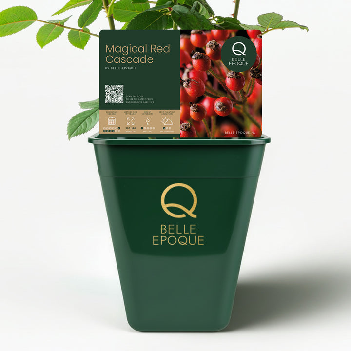 Magical Red Cascade (NEW 2026)