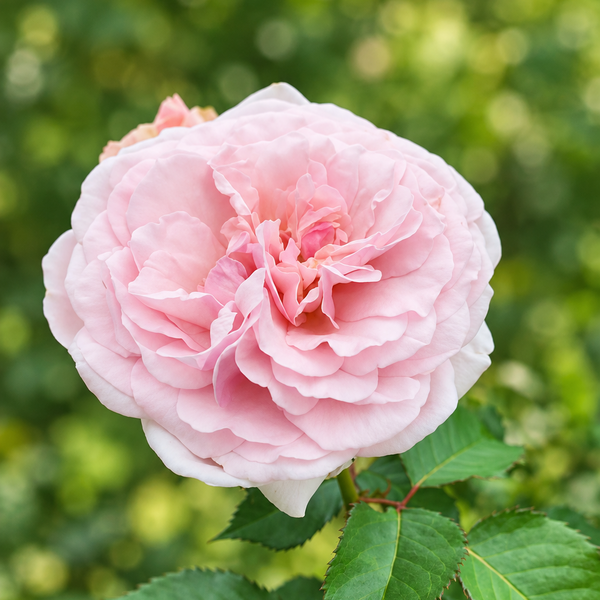Alba Maiden's Blush