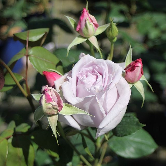 Struikrozen met geur