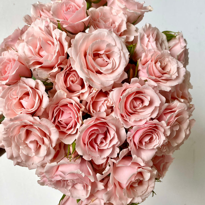 Majolica Pink  (NEW 2026)