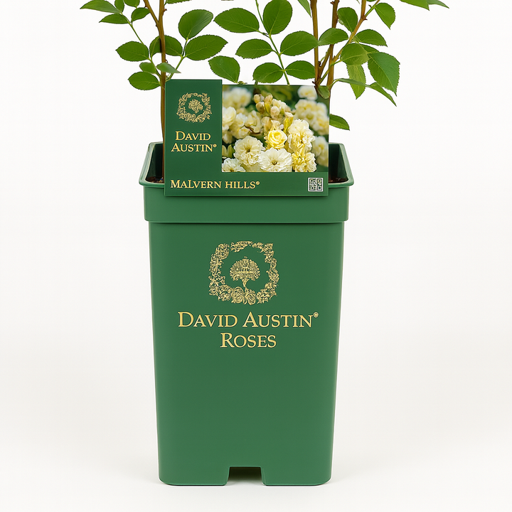 Malvern Hills (Auscanary)