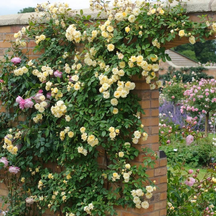 Malvern Hills (Auscanary)