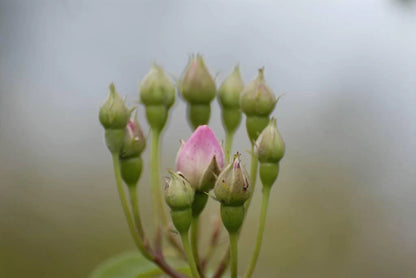 Macrantha Raubritter (wortel)