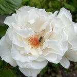 Margaret Merril Rose