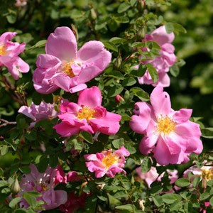 Marguerite Hilling Bare root