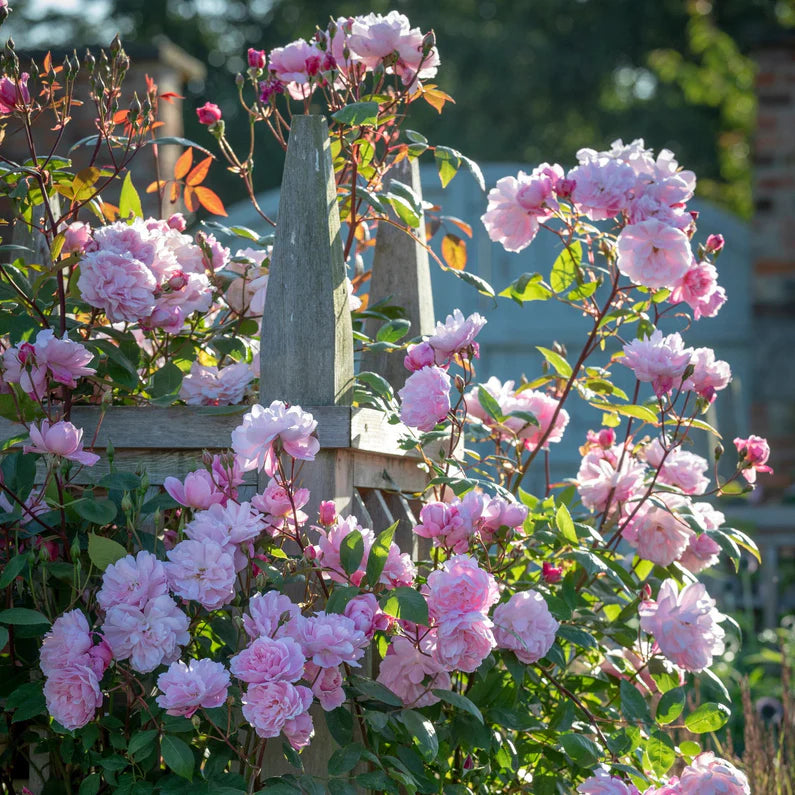 Mary Delany (Ausorts)