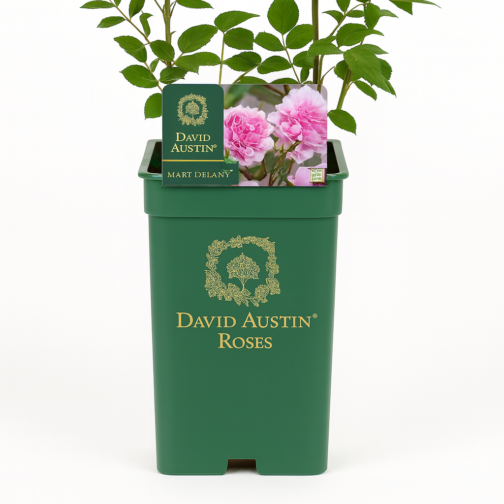 Mary Delany (Ausorts)