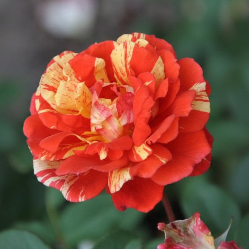 Japanese Rose BI – Matsuri (Festival) (NEW 2026)