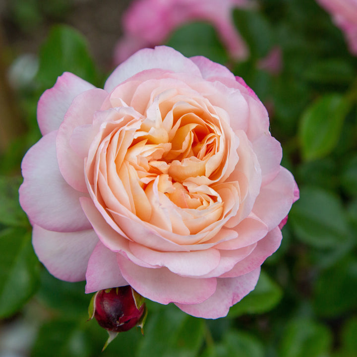 David Hockney (NEW 2026)