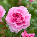 Japanische Rose Prinzessin Meiko (Gedeihend)