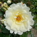 Mentor-Rose