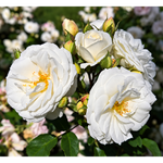 Midsummersnow
