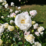 Midsummersnow
