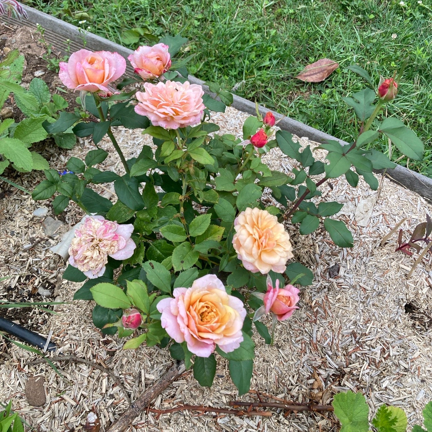 Gen Roses Rosa Gen Wabara – Exklusive japanische Rose mit warmen Farbtönen ...