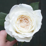 Rose japonaise Princesse Miyuki (Première neige)