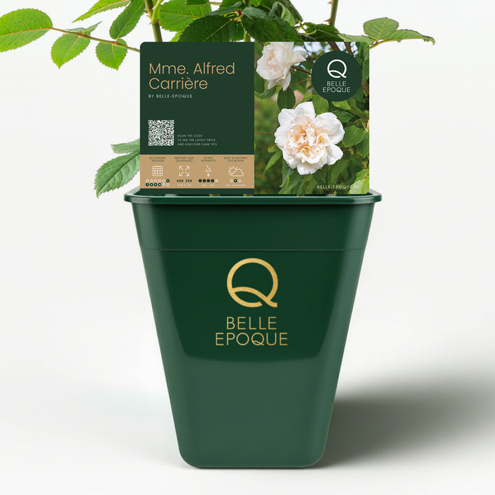 Madame Alfred Carrière