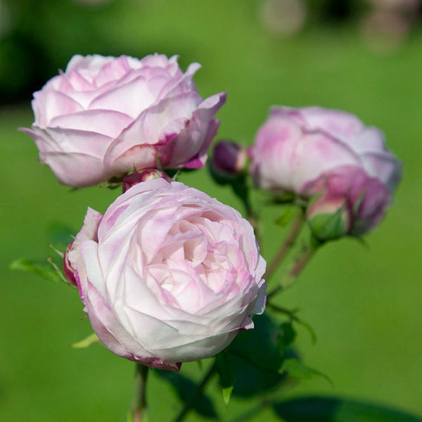 Mme. Pierre Oger