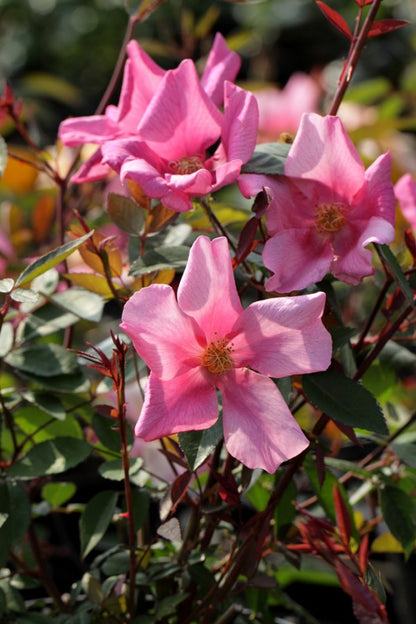 Mutabilis (Raiz Desnuda)