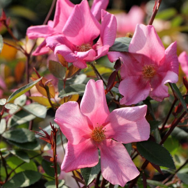 Mutabilis (XL Klimroos)