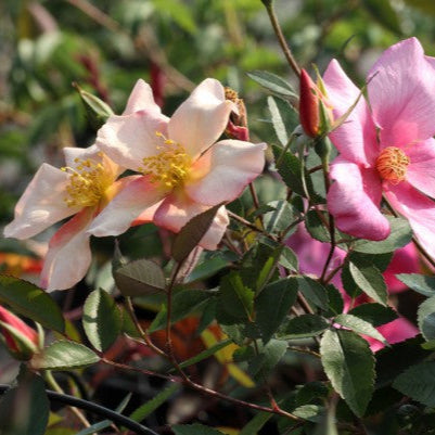 Mutabilis (XL Klimroos)