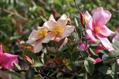 Mutabilis (Raiz Desnuda)