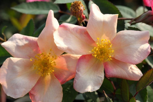 Mutabilis (Bare root)