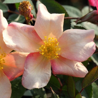 Mutabilis (XL Klimroos)