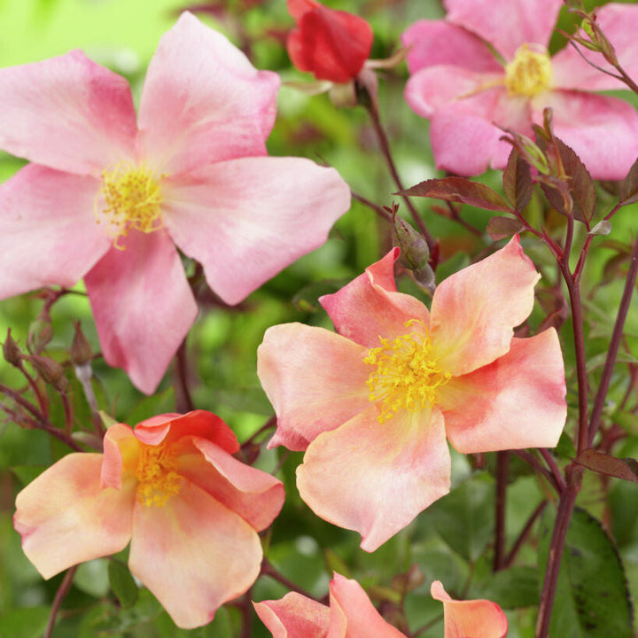 Mutabilis (XL Klimroos)