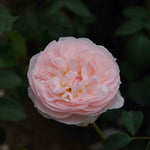 Natural Aroma