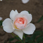Natural Aroma