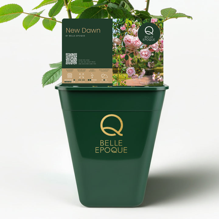 New Dawn (XL Climbing Rose)