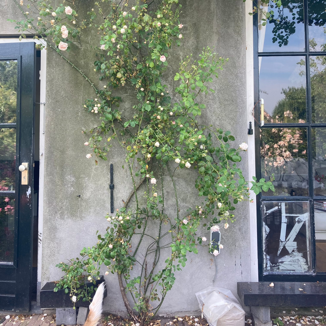 New Dawn (standard rose)