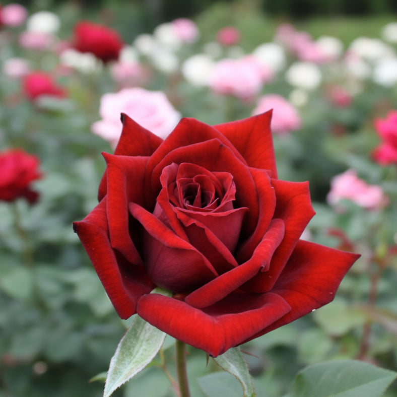 Japanese Rose BI – Black (NEW 2026)