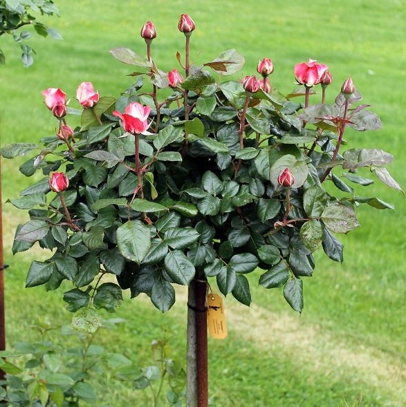 Rosa Nostalgie (op stam)