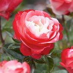 Rosa Nostalgie (auf Stamm)