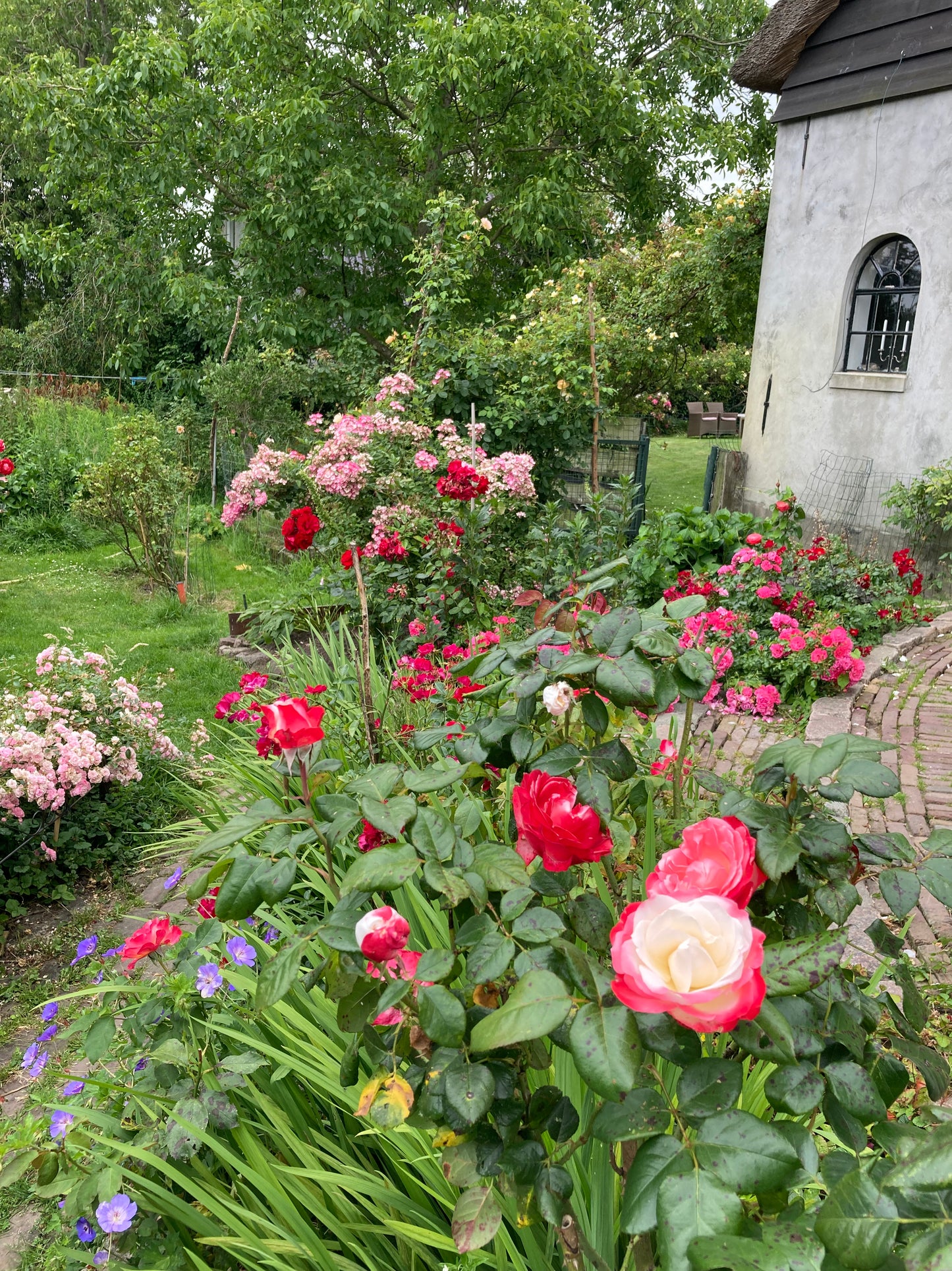 Rosa Nostalgie (wortel)