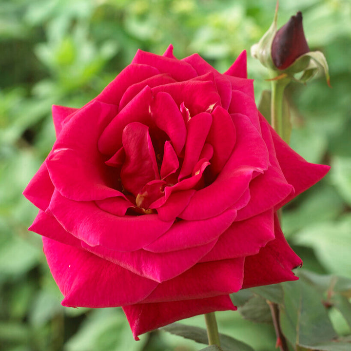 Rode geurende struikroos 