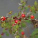 Omeiensis Pteracantha