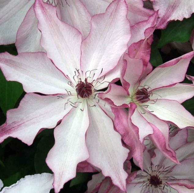 Clematis 'Omoshiro'