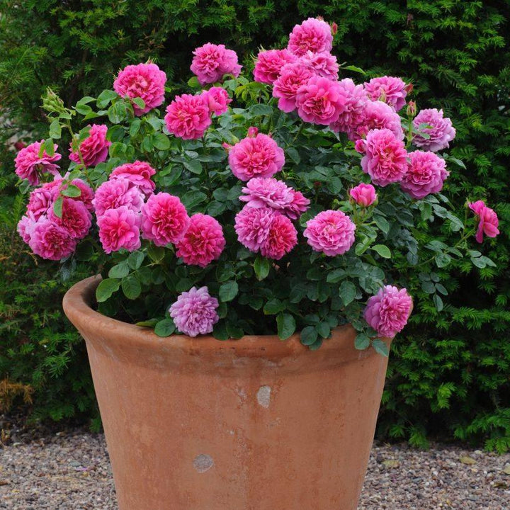 Princess Anne (Auskitchen)