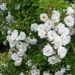 Paragon Wachstum & Blüte (XL Kletterrose)