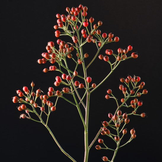 Magical Passoa (NEW 2026)