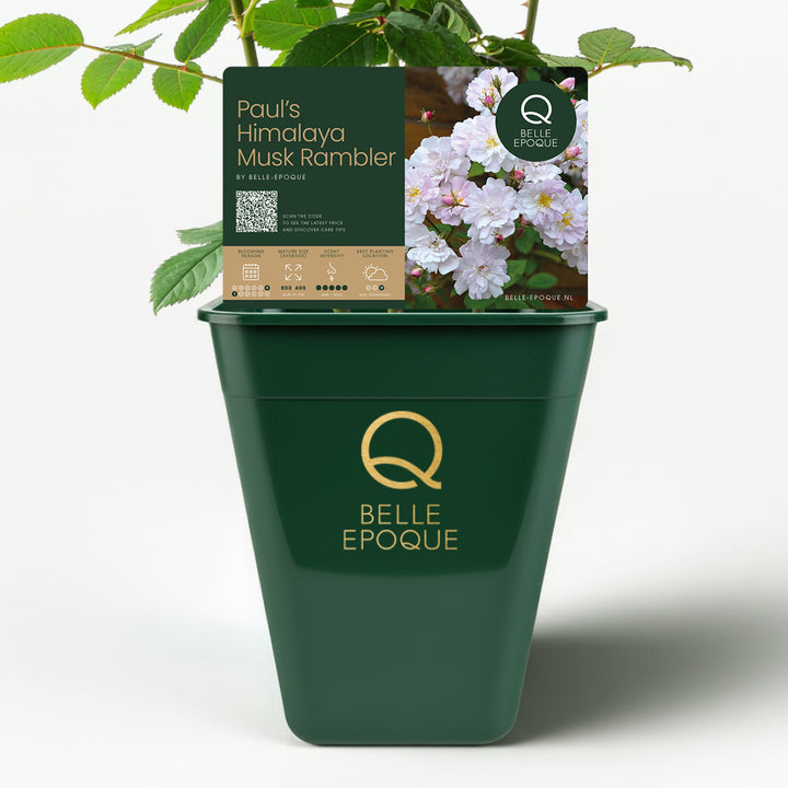 Paul's Himalayan Musk Rambler (XL Climbing Rose)