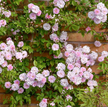 Scarman´s Himalayan Musk  (wortel)